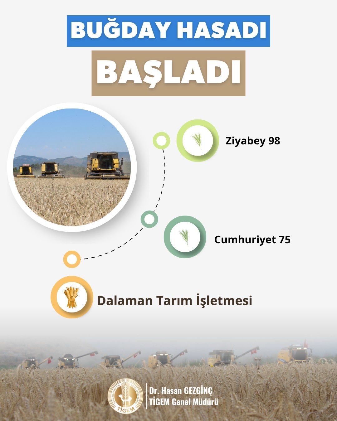 Buğday Hasadı Başladı