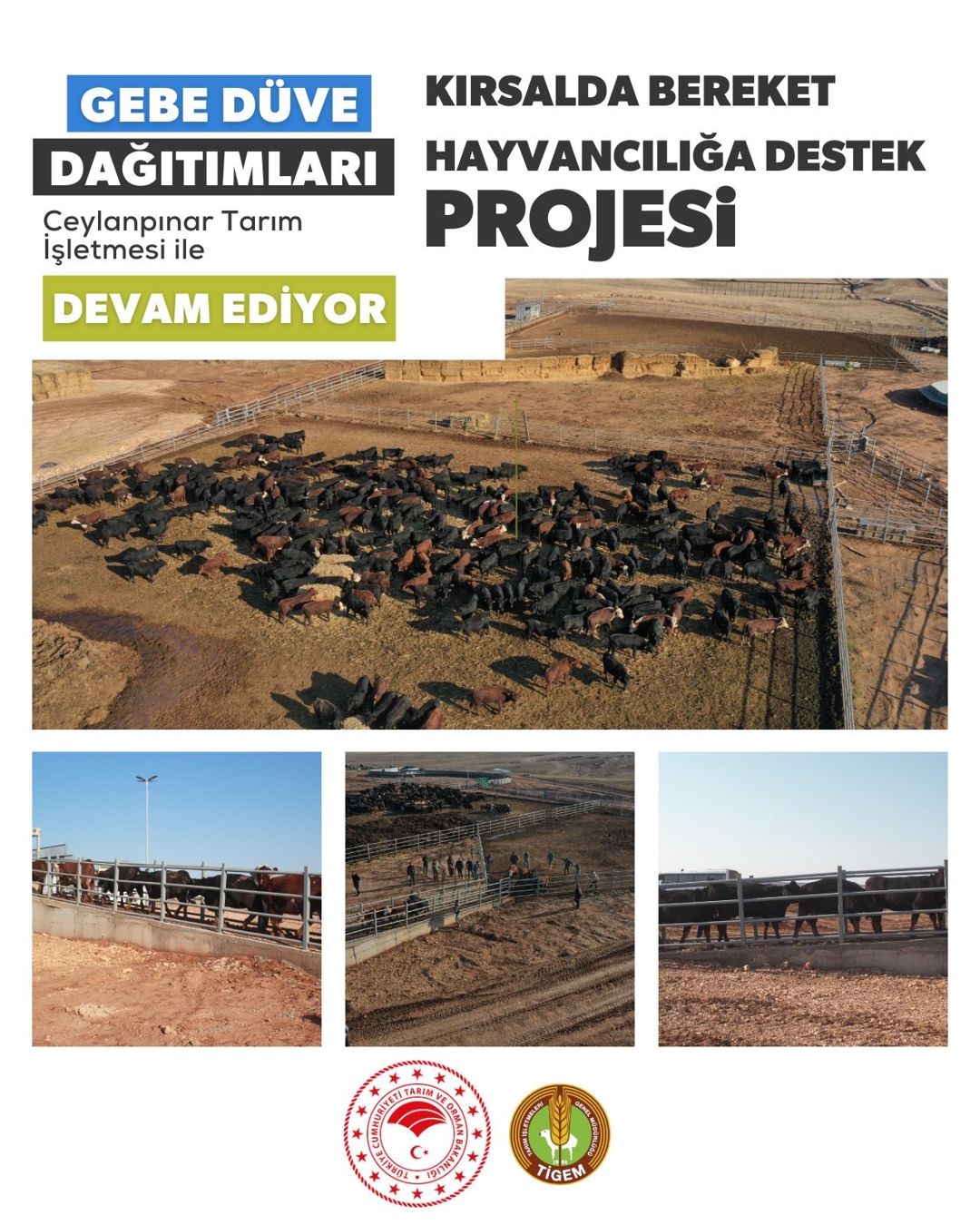 Gebe Düve Dağıtımları
