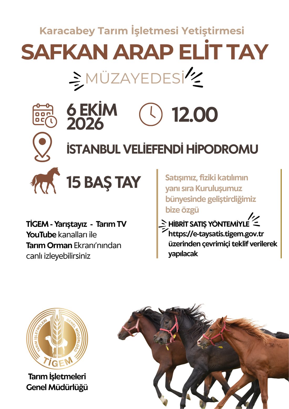 Safkan Arap Elit Tay Müzayedesi