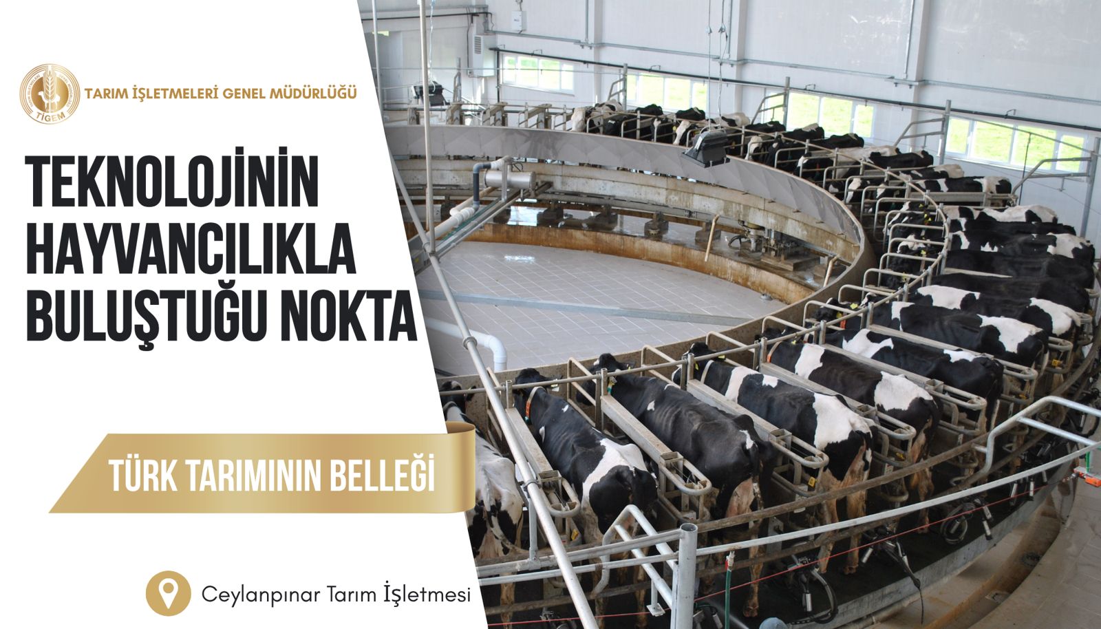 Teknolojinin Hayvancılıkla Buluştuğu Nokta