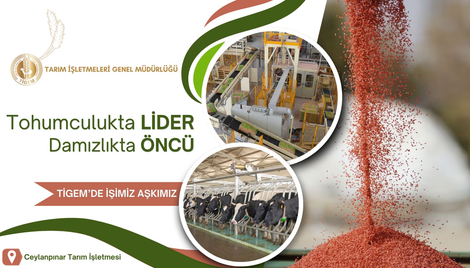 Tohumculukta Lider, Damızlıkta Öncü