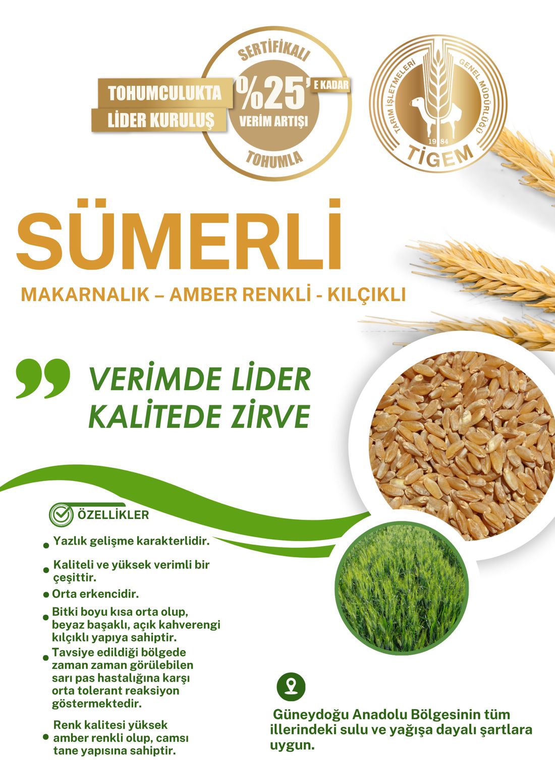 Sümerli Buğday